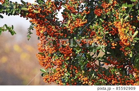 ピラカンサ 85592909