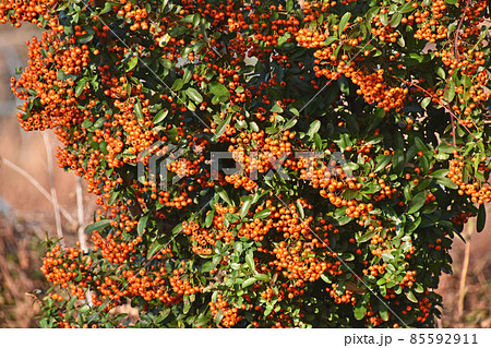 ピラカンサ 85592911