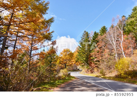 晩秋の県道66号高山村・志賀高原線 85592955