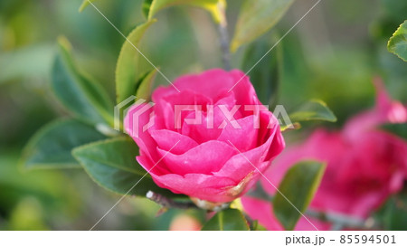 冬のイメージ（サザンカ） 85594501