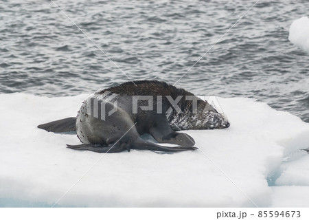 Antarctic fur seal(Arctophoca gazella), an beach, Antartic peninsula. Antarctic fur seal(Arctophoca gazella), an beach, Antartic peninsula. 85594673