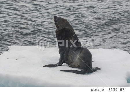 Antarctic fur seal(Arctophoca gazella), an beach, Antartic peninsula. 85594674