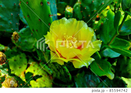 A blooming yellow flower on a cactus in the desert. A blooming yellow flower on a cactus in the desert. 85594742