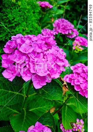 Pink buds of flowering hydrangeas in the park. Pink buds of flowering hydrangeas in the park. 85594749