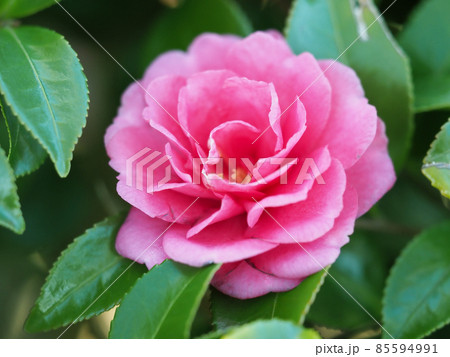 冬イメージ(山茶花) 冬イメージ(山茶花) 85594991