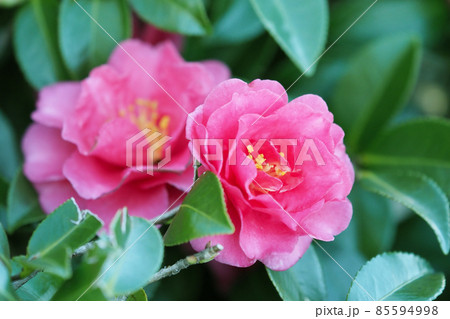 冬イメージ(山茶花) 冬イメージ(山茶花) 85594998