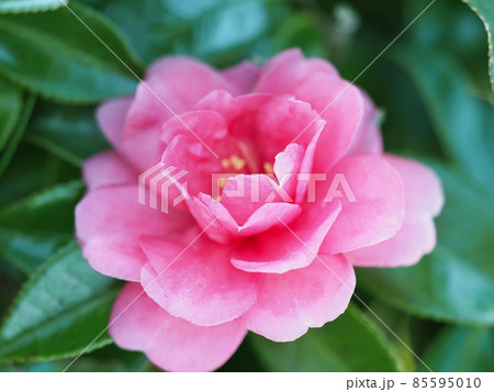 冬イメージ（山茶花） 85595010