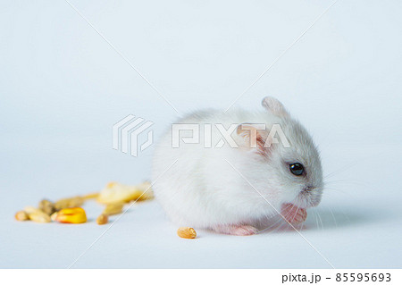 Small white hamster, on a white background. Small white hamster, on a white background. 85595693