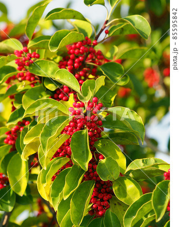 クロガネモチ(縁起物や秋のイメージに) クロガネモチ(縁起物や秋のイメージに) 85595842