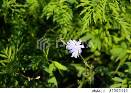 Blue flower of cichorium surrounded by lush vegetation Blue flower of cichorium surrounded by lush vegetation 85596416
