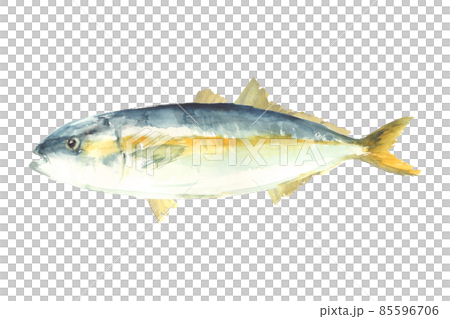 ハマチ, はまち子、水彩, 描かれた, 魚 ハマチ, はまち子、水彩, 描かれた, 魚