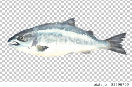 水彩で描いた鮭のイラスト 85596709