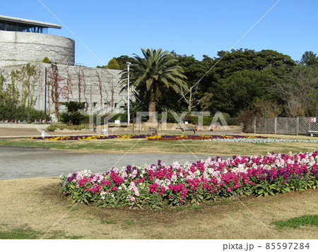 花期の長いストックの白と赤色の花 85597284