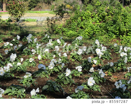可愛い白色の花はビオラの花 可愛い白色の花はビオラの花 85597287