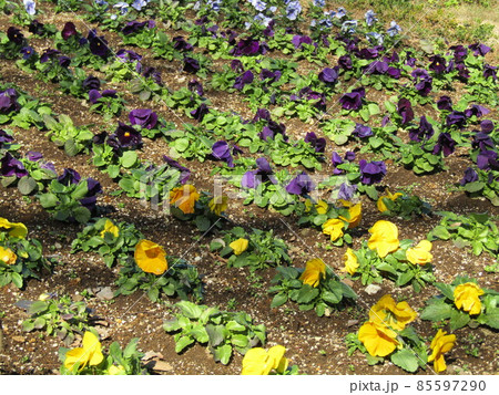 可愛いオレンジ色と紫色の花はビオラの花 可愛いオレンジ色と紫色の花はビオラの花 85597290