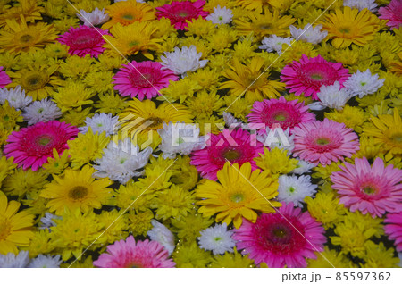 コルドバのカーサ・アンダルスのパティオの鉢に敷き詰められた花 コルドバのカーサ・アンダルスのパティオの鉢に敷き詰められた花 85597362