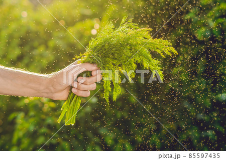 Bunch of fennel in a hand of a man with a splashes of water in air. 85597435