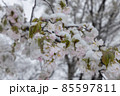 桜と春の淡雪 85597811