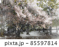 桜と春の淡雪 85597814