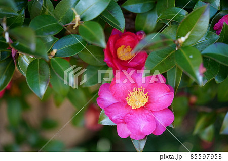 山茶花の垣根 山茶花の垣根 85597953