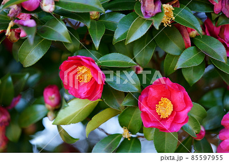 山茶花の垣根 85597955