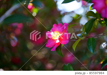 山茶花の垣根（奥の木洩れ日） 85597964