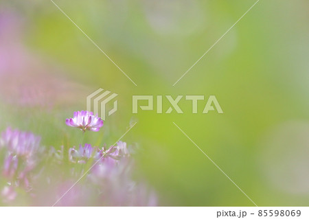 レンゲの花の写真素材