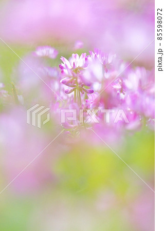 レンゲの花 レンゲの花 85598072