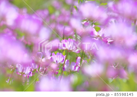 レンゲの花 レンゲの花 85598145