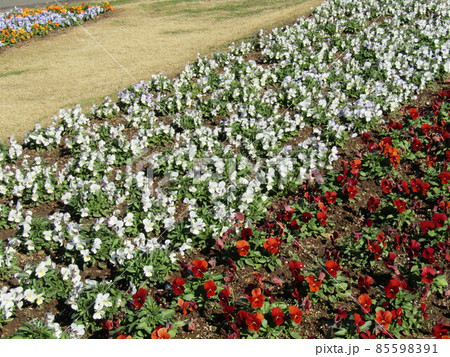 可愛い白色と赤色の花はビオラの花 85598391