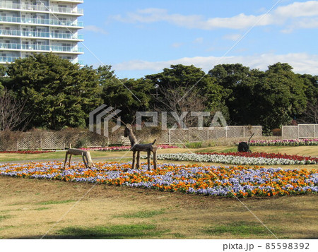 可愛い空色とオレンジ色の花はビオラの花 可愛い空色とオレンジ色の花はビオラの花 85598392