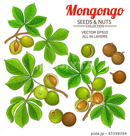 mongongo branches vector set on white background 85598394