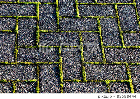 Moss Growing Between Concrete Paving Blocks on a Patio Moss Growing Between Concrete Paving Blocks on a Patio 85598444