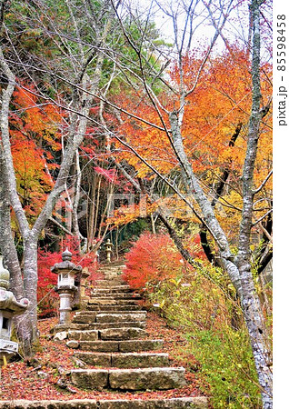 紅葉の清林寺、紅葉に埋もれた山道の鄙びた石の階段と両脇に風情のある樹、石燈籠が見える 紅葉の清林寺、紅葉に埋もれた山道の鄙びた石の階段と両脇に風情のある樹、石燈籠が見える 85598458