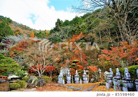 青空と紅葉の山々を背にずらりと並ぶ仏像、紅葉の落ち葉のお庭、清林寺、池と赤い欄干の橋 85598460