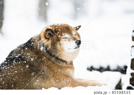 かわいい柴犬 目つむり かわいい柴犬 目つむり 85598535