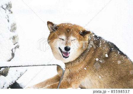 かわいい柴犬 目つむり かわいい柴犬 目つむり 85598537