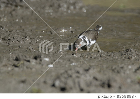 Three banded plover, Africa 85598937