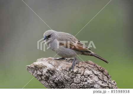 Bay winged Cowbird Bay winged Cowbird 85598938
