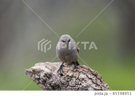 Bay winged Cowbird 85598951