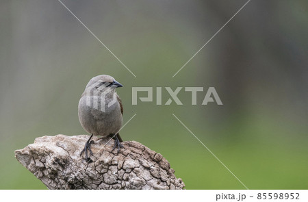 Bay winged Cowbird Bay winged Cowbird 85598952
