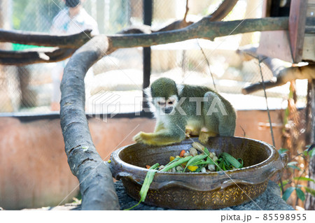 Lemurs Five Colors eating the Food 85598955