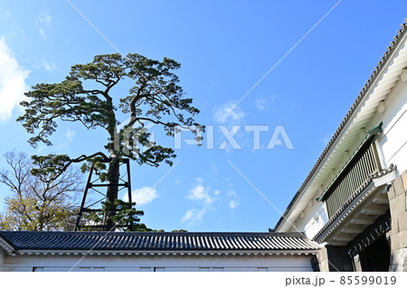 小田原城と常盤木門にある松 85599019