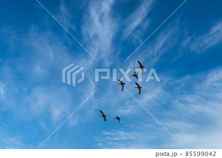 快晴の空を飛ぶ野鳥の群れ 快晴の空を飛ぶ野鳥の群れ 85599042