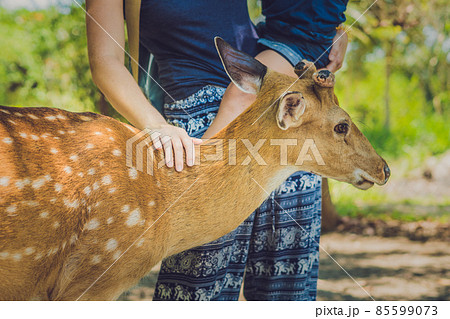 Mother and son feeding beautiful deer from hands in a tropical Zoo 85599073