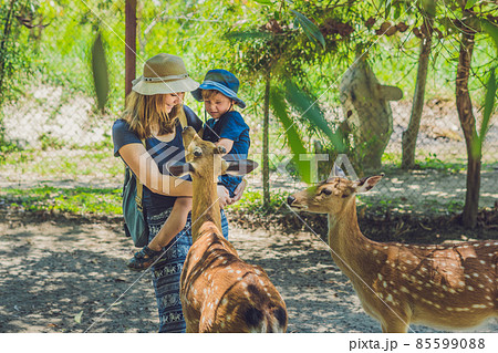 Mother and son feeding beautiful deer from hands in a tropical Zoo 85599088