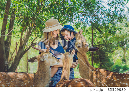 Mother and son feeding beautiful deer from hands in a tropical Zoo 85599089