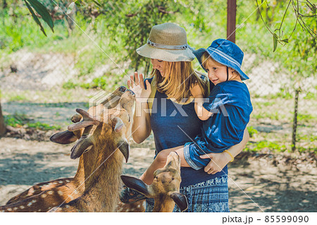 Mother and son feeding beautiful deer from hands in a tropical Zoo Mother and son feeding beautiful deer from hands in a tropical Zoo 85599090