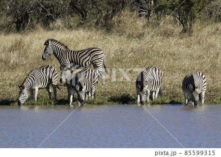 Zebra in the African savannah, 85599315