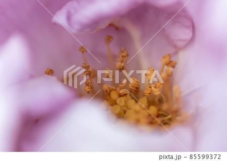 大阪府中之島公園のバラ 85599372